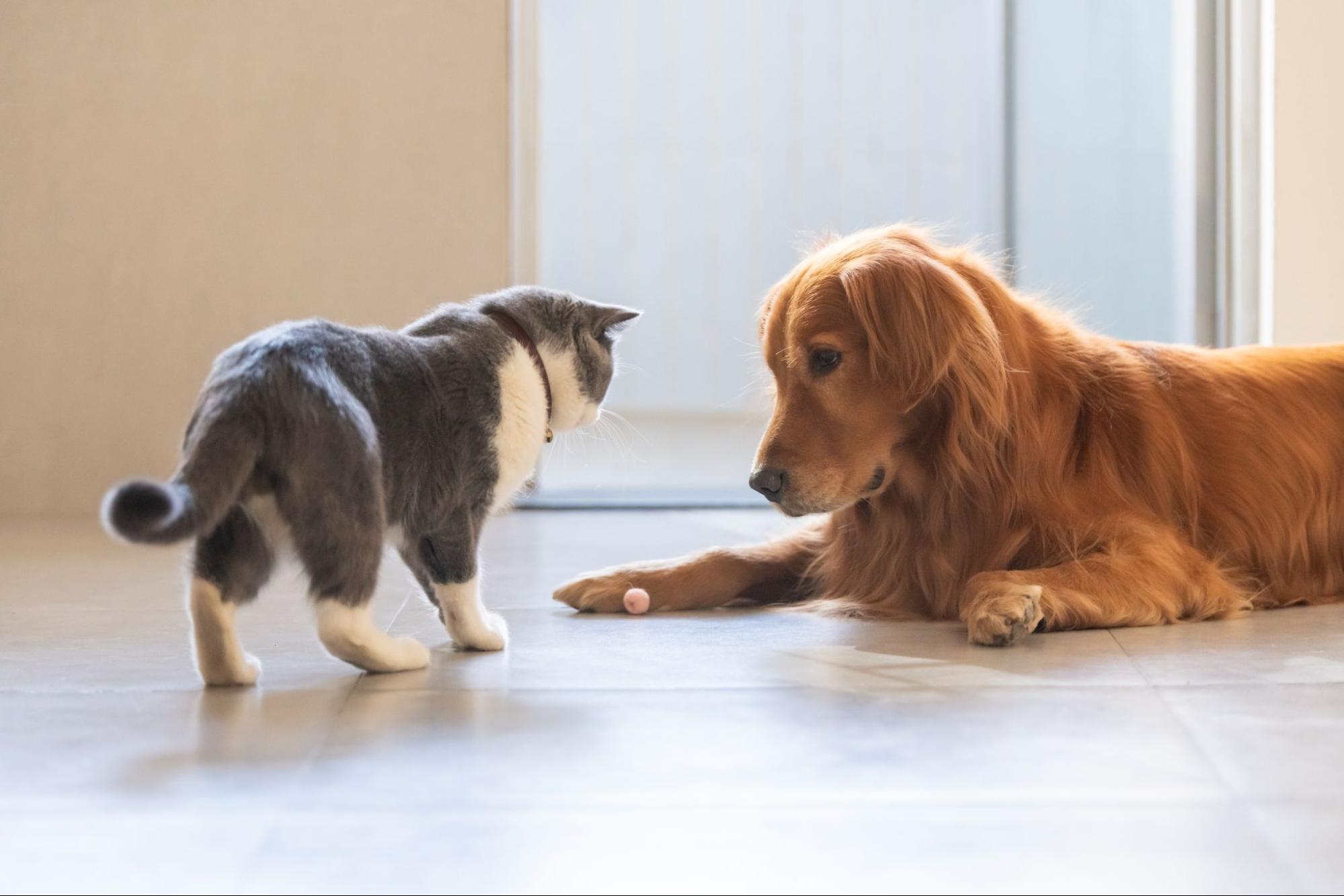 improving-pet-health-issues
