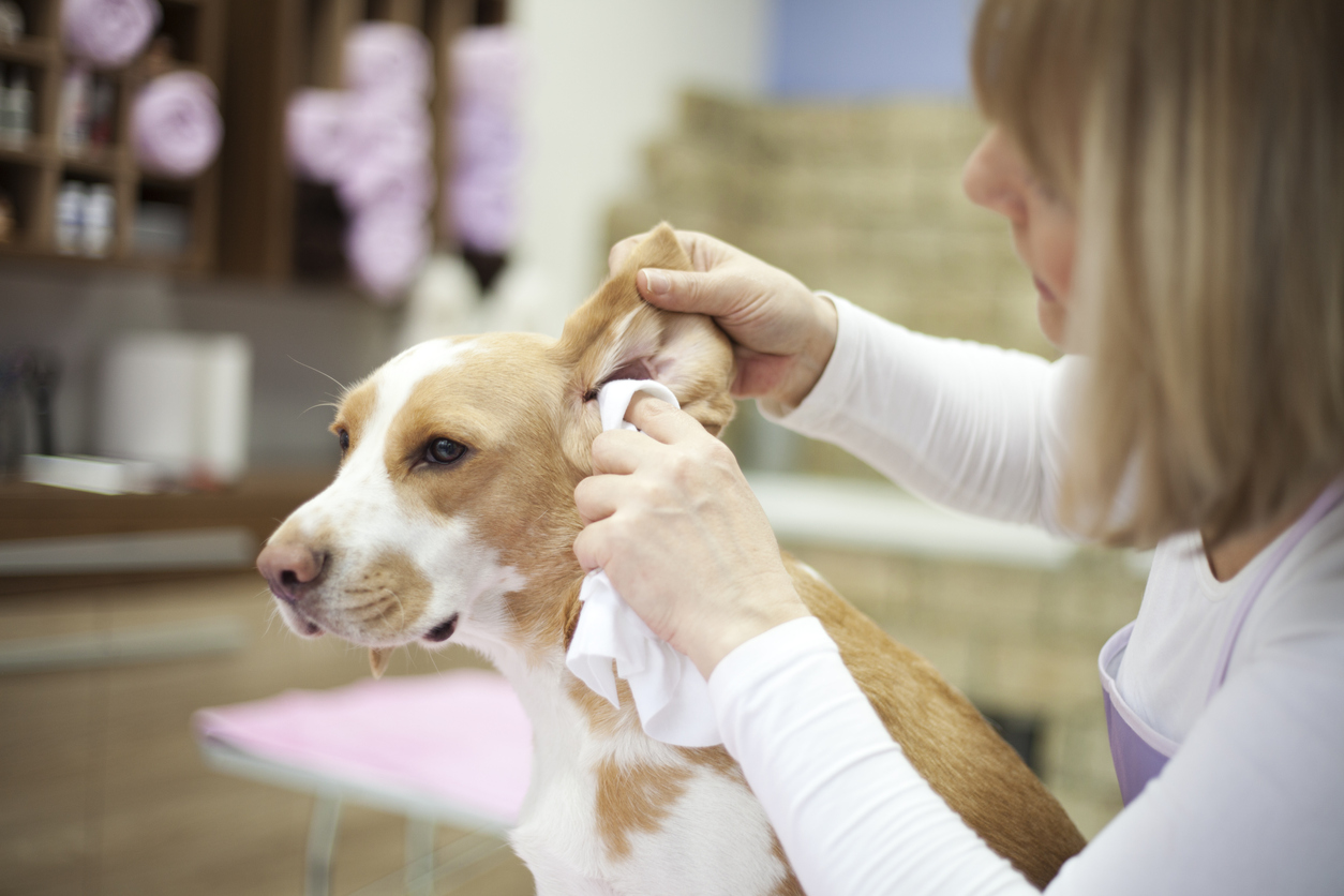 dog_grooming_beifits
