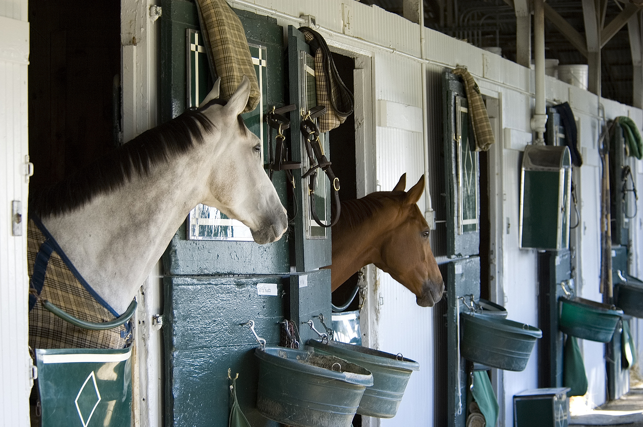 recovery-tips-for-sport-horses