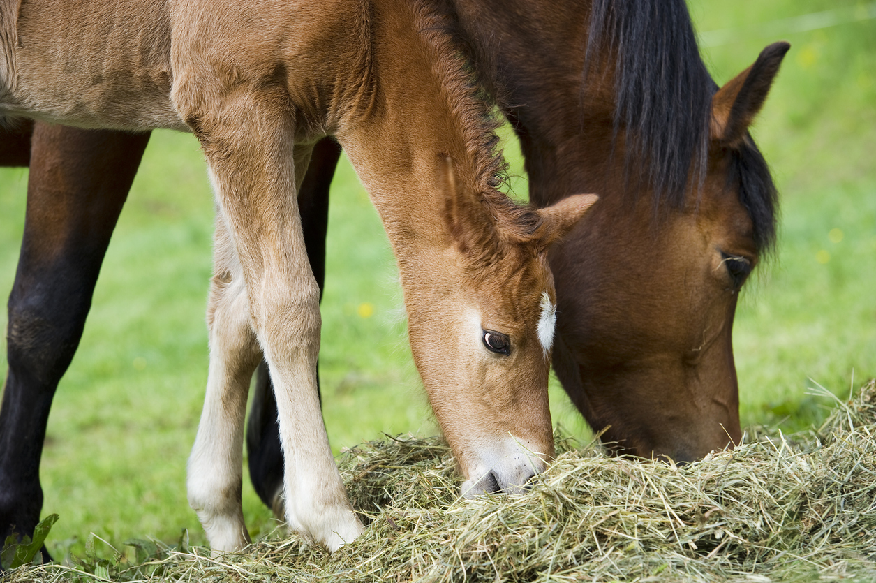 How to Prevent Navicular Disease in Horses