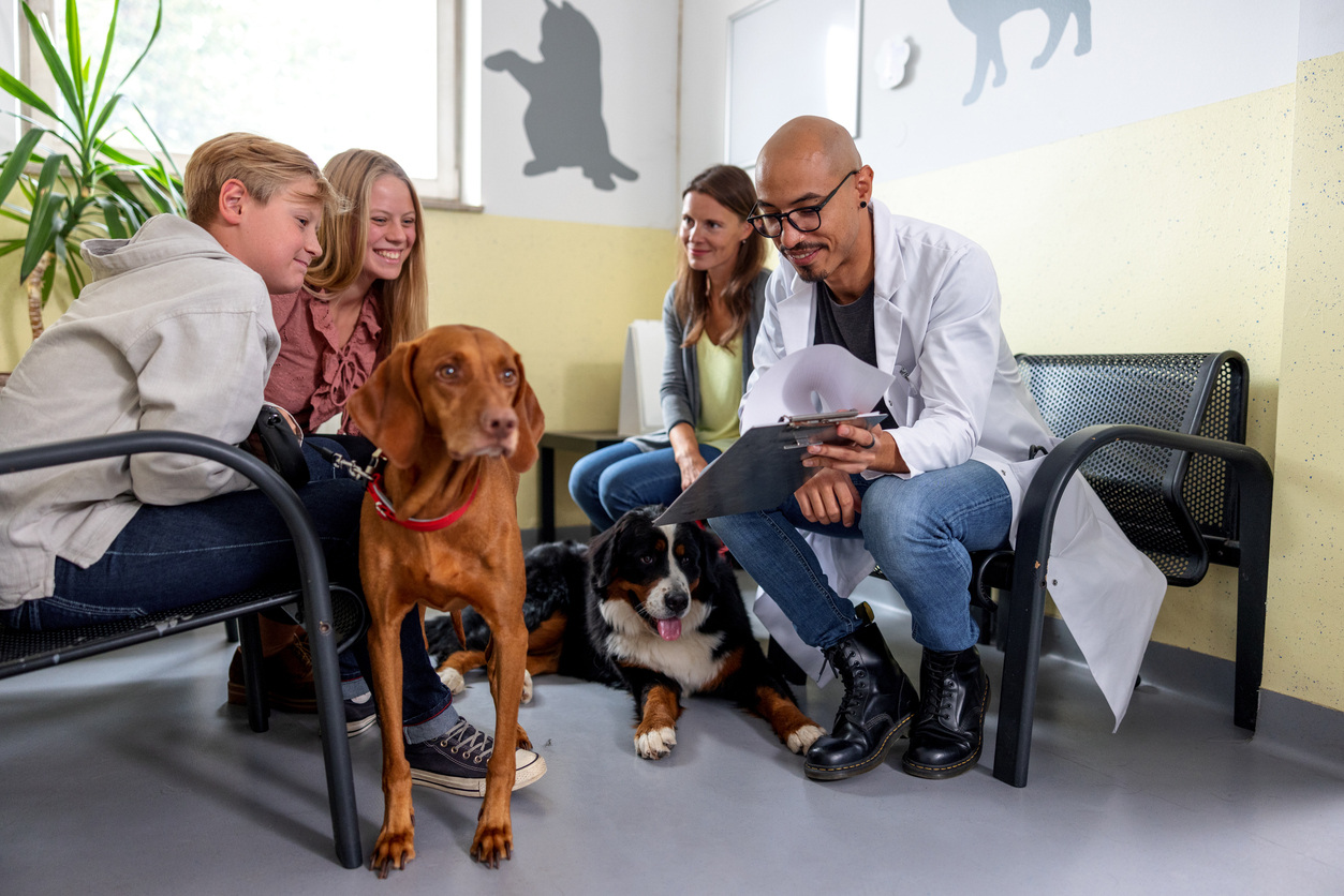 common-questions-regarding-dog-eye-infections
