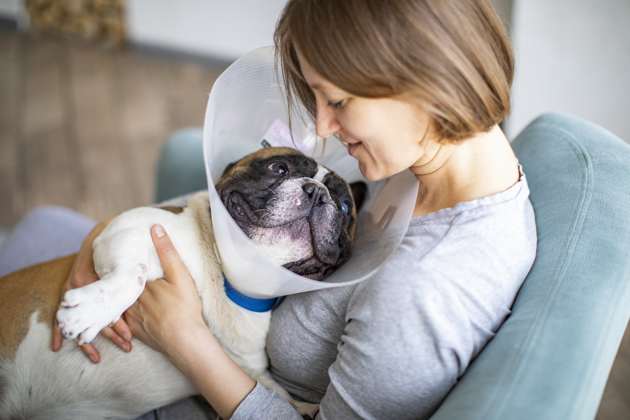 Tips on Male Dog Neuter Recovery