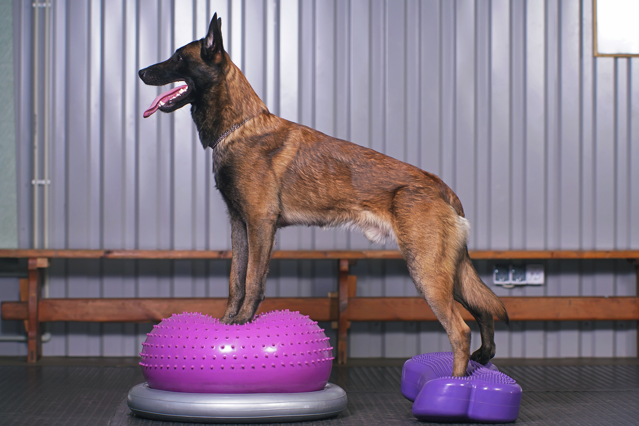 Dog Stiff Back Legs Recovery Tips