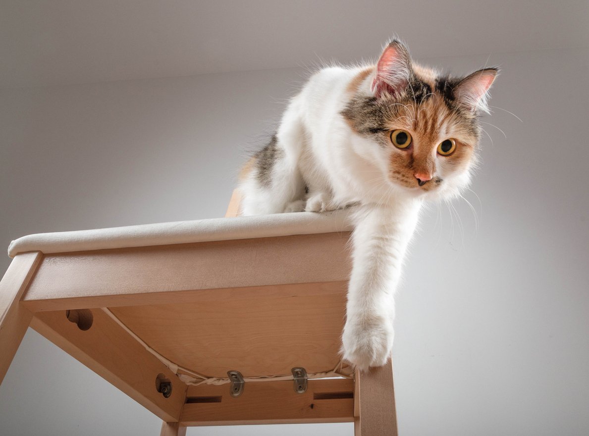 Common Causes of a Cat Leg Injury