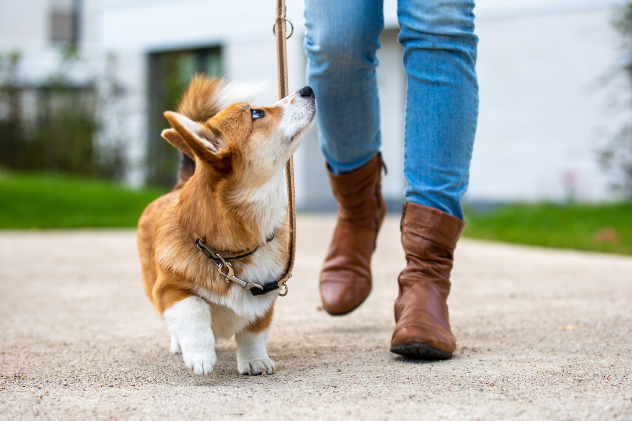 summary-of-dog-limping
