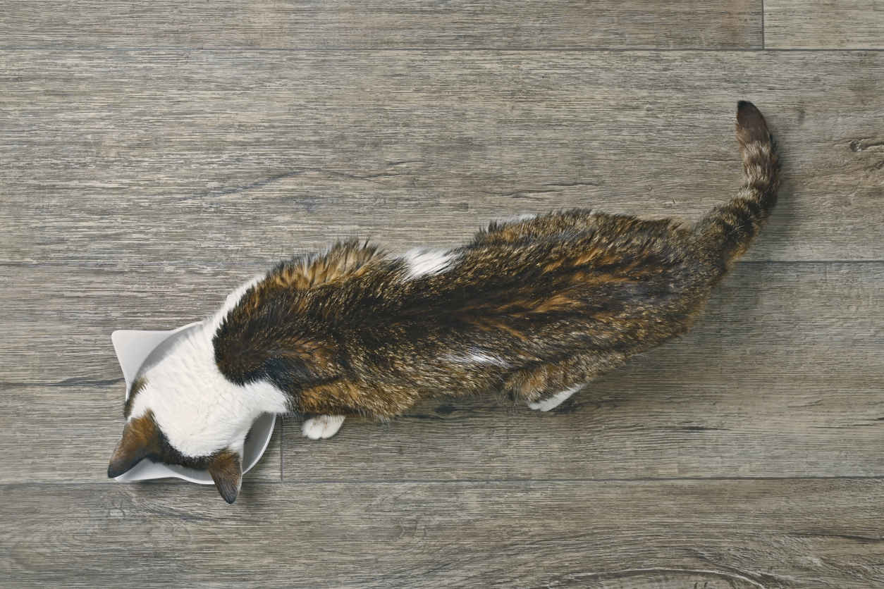 Potential Causes of Severely Underweight Cat