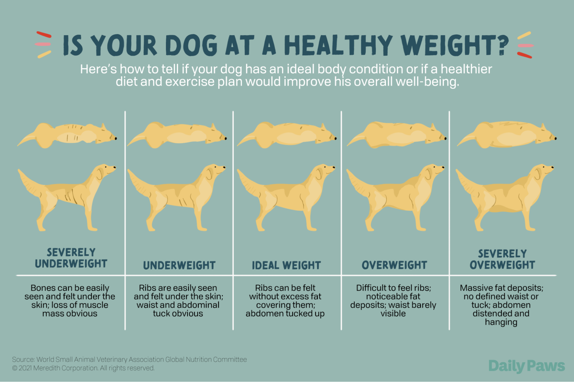dogweightchart
