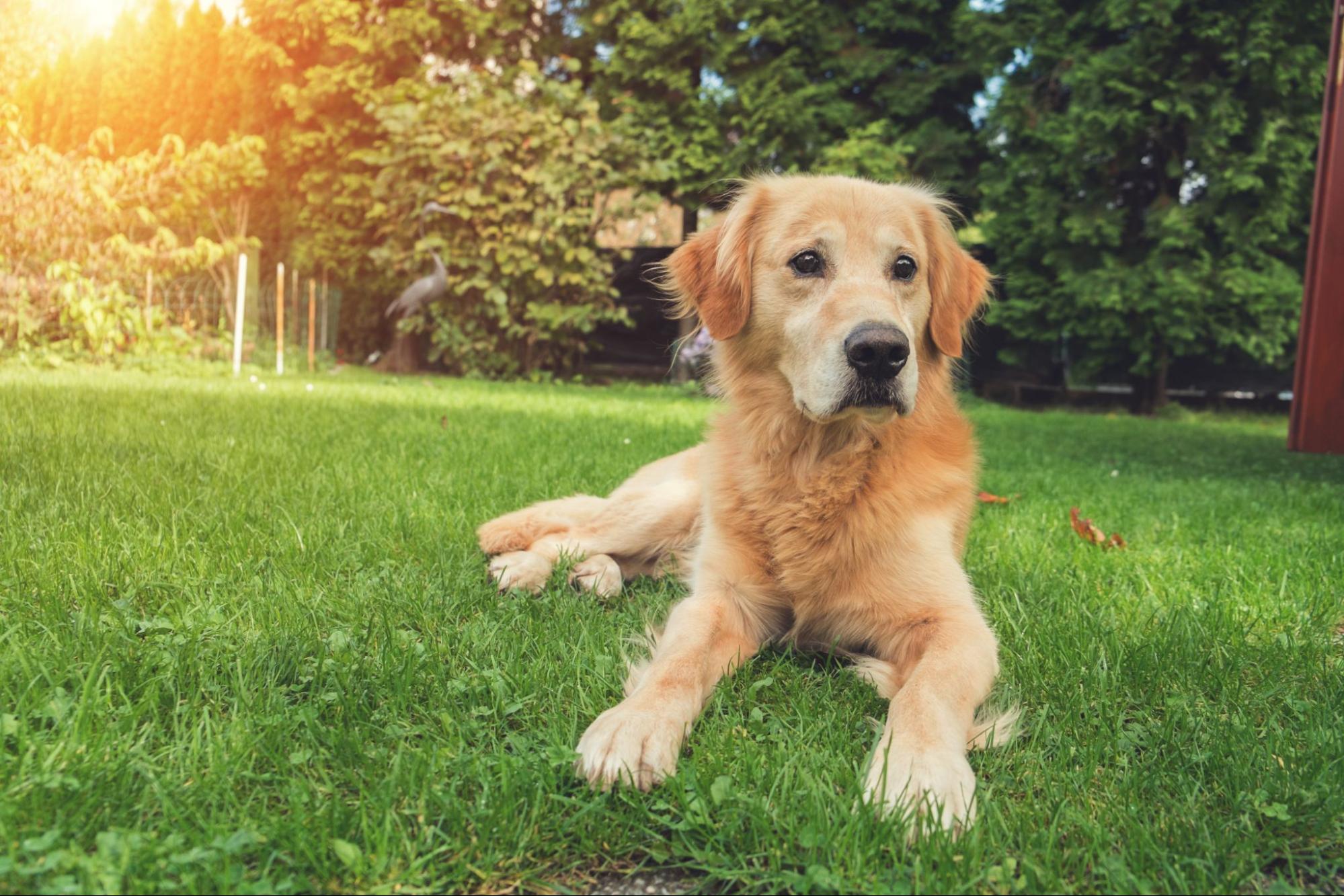care-of-a-dog-1