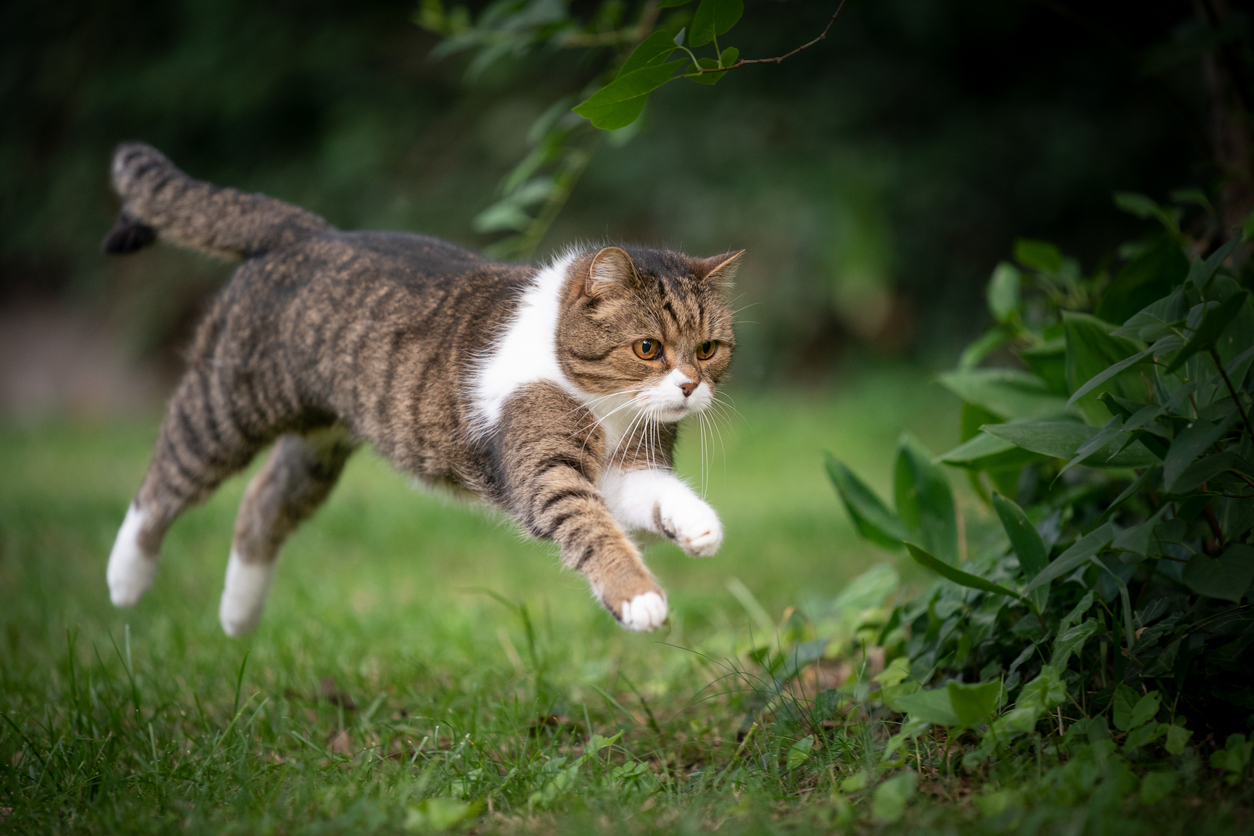 Cat Luxating Patella Prevention