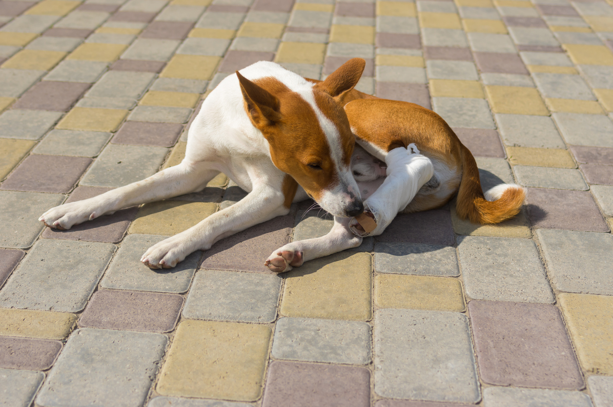 Symptoms of Torn ACL in Dogs