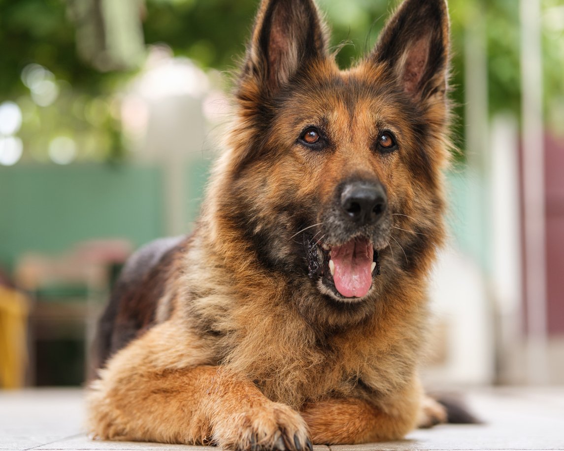 senior-dog