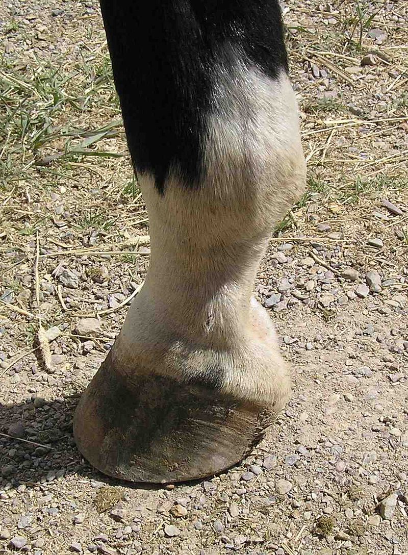 Horse_fetlock