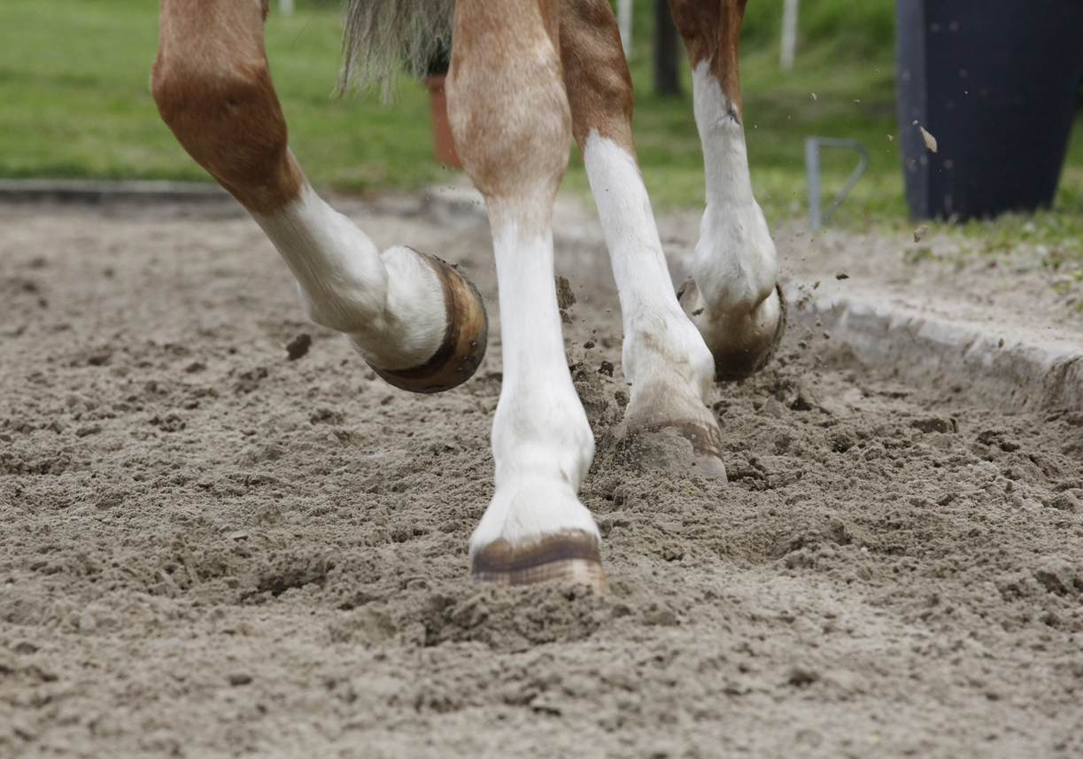 Bowed Tendon Horse Prevention Tips