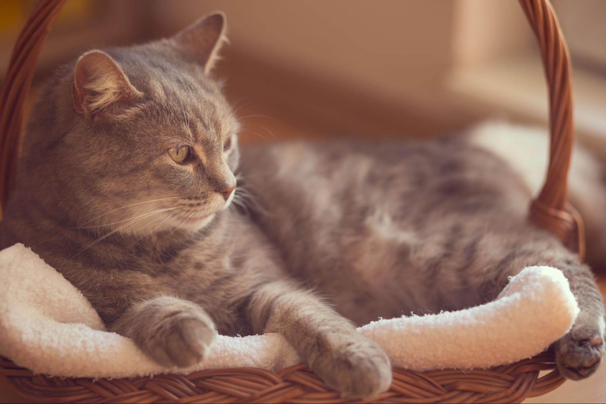 indoor-pet-health-issues