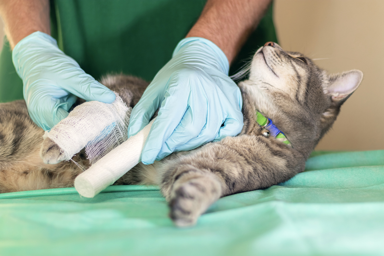 Cat Luxating Patella Treatment