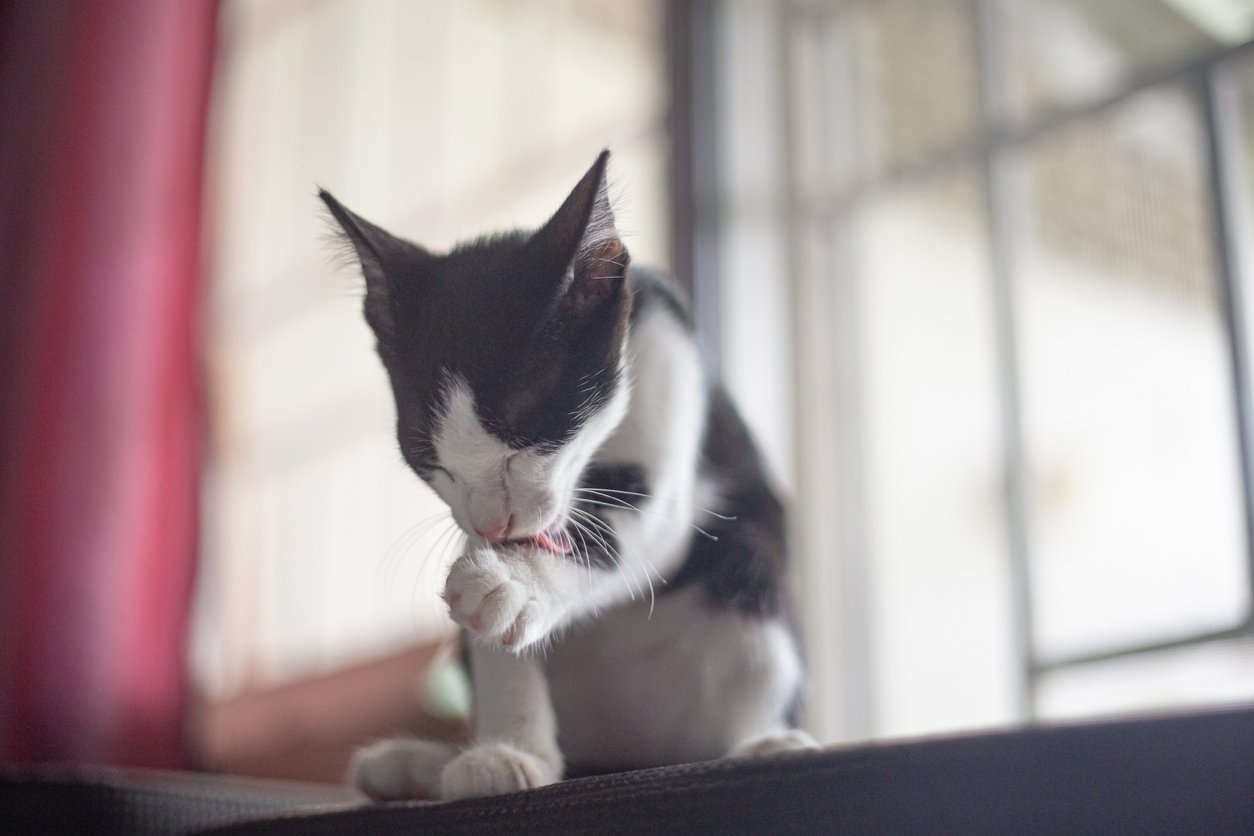  joint-supplements-for-cats