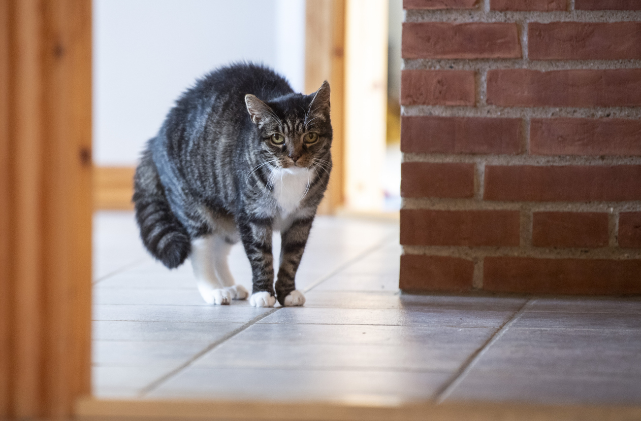 Maintaining Cat Spine Health