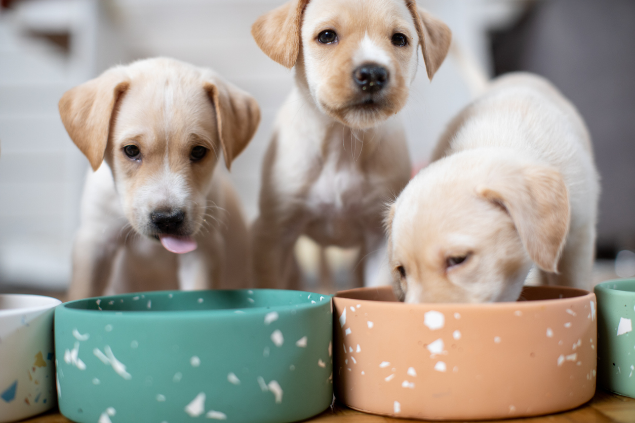 preparing-homemade-puppy-food