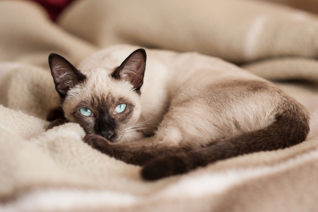 siamese cat health