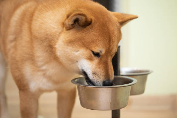 How Dog Supplements Help Maximize Benefits