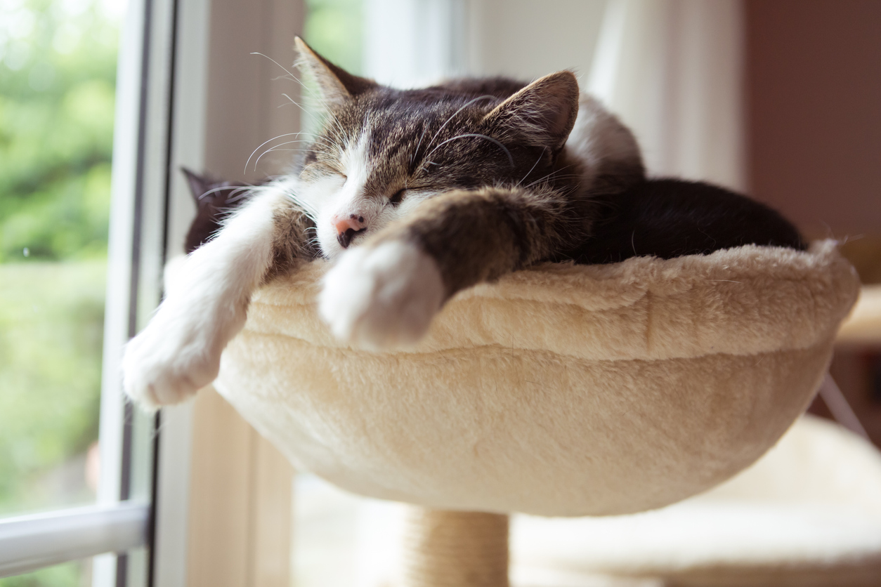 Help Fight Luxating Patella Cat Problems