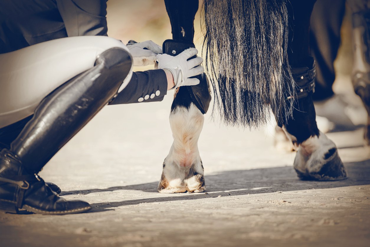 FAQs About Ringbone in Horses