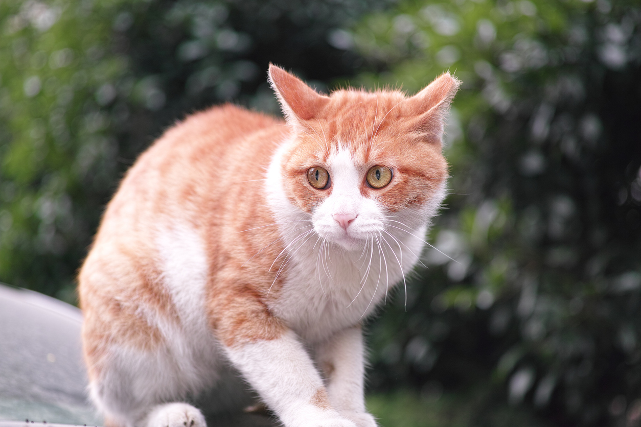 Common Cat Spine Injury Causes