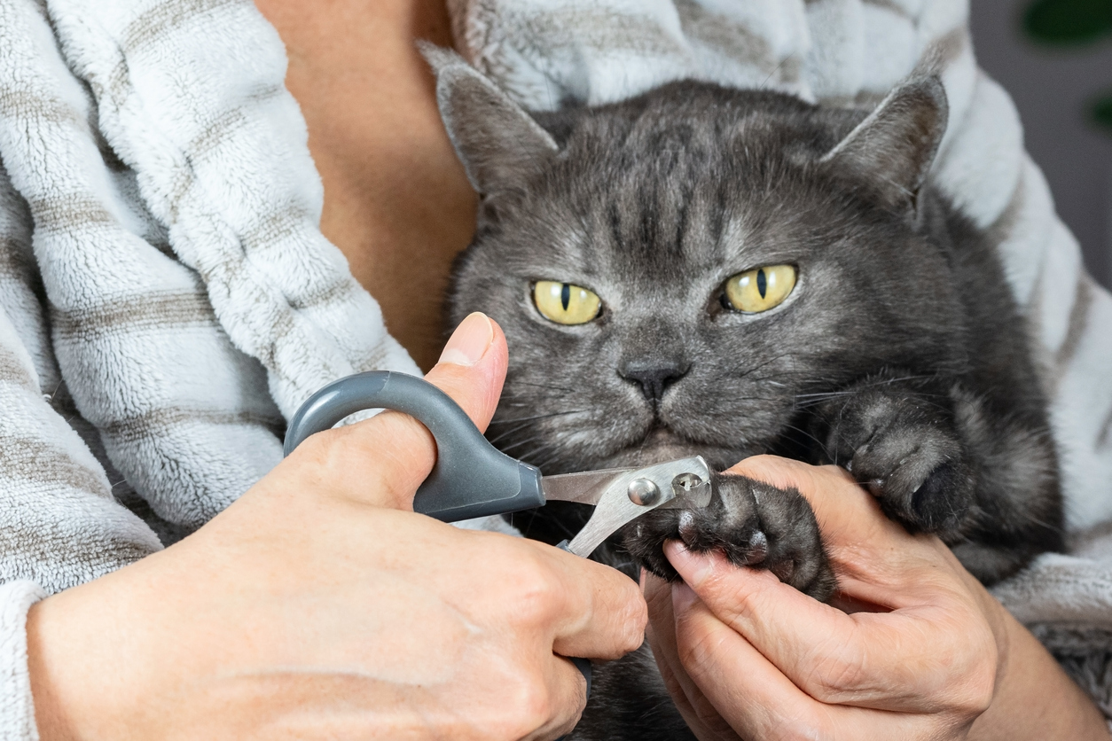 Regular Nail Clipping
