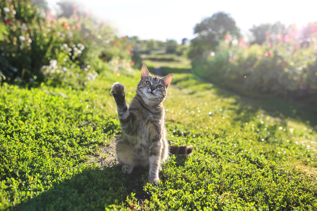 causes-of-cat-paw-infection