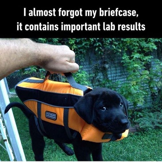 labresults