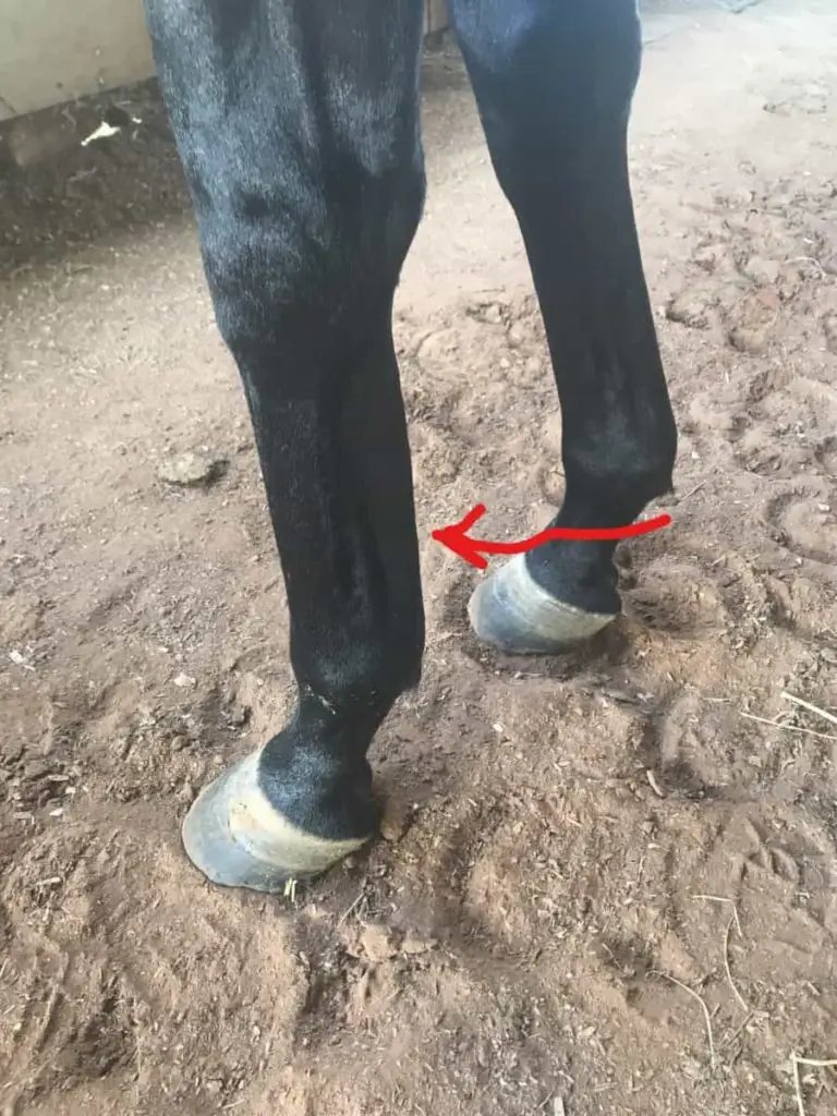 horse’s leg