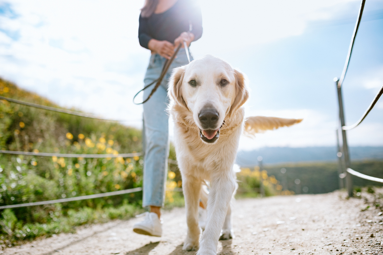 Key Types of Dog Care Products