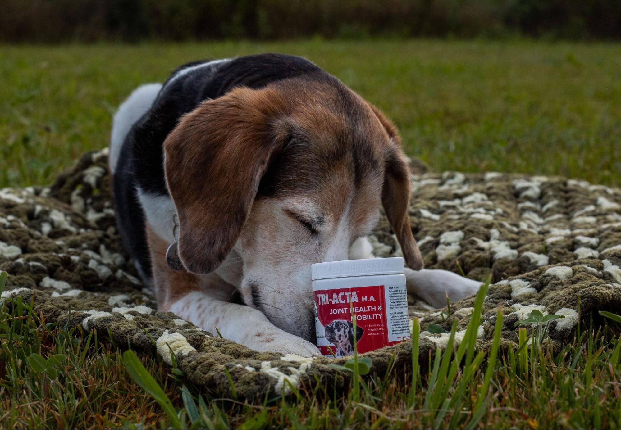 senior-dog-mobility-joint-supplement.sit