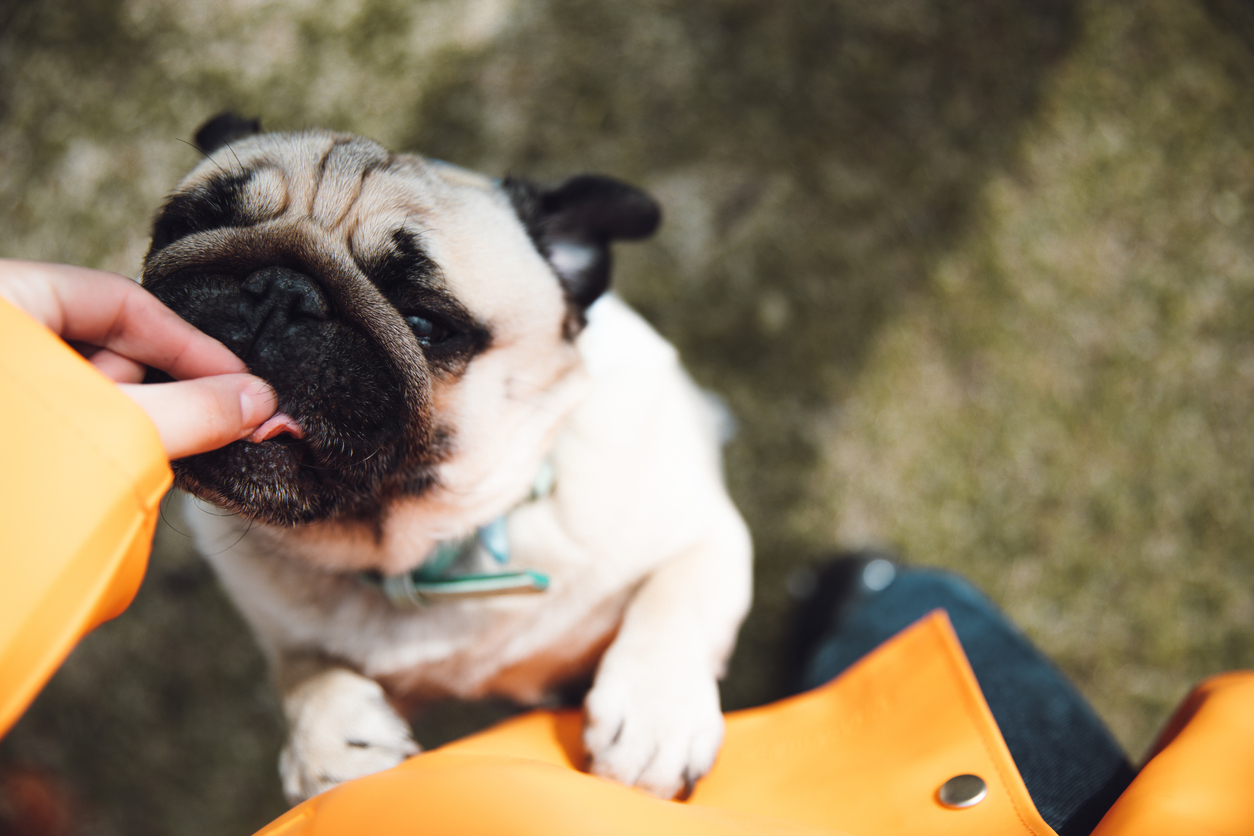 Benefits of Pet Probiotics for Dogs
