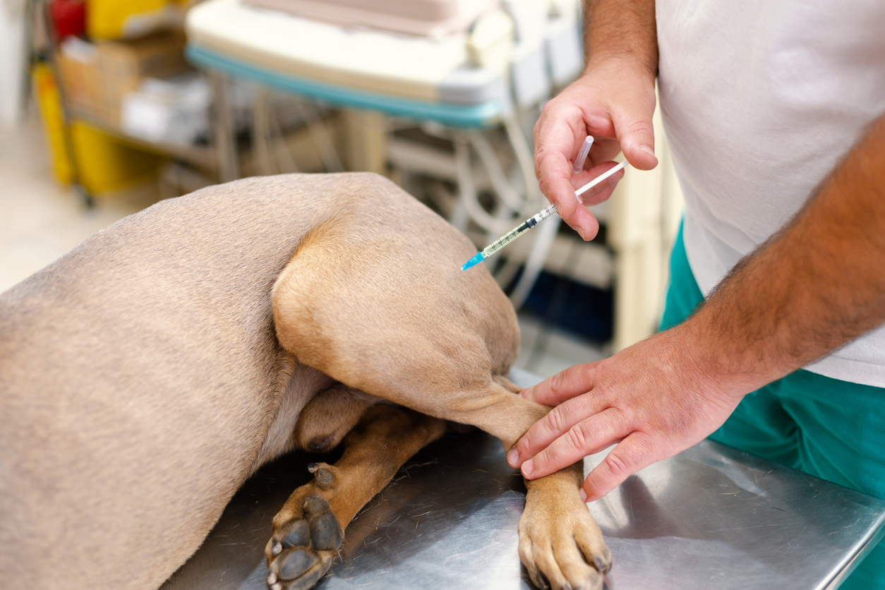 Dog Stiff Legs Treatment Options