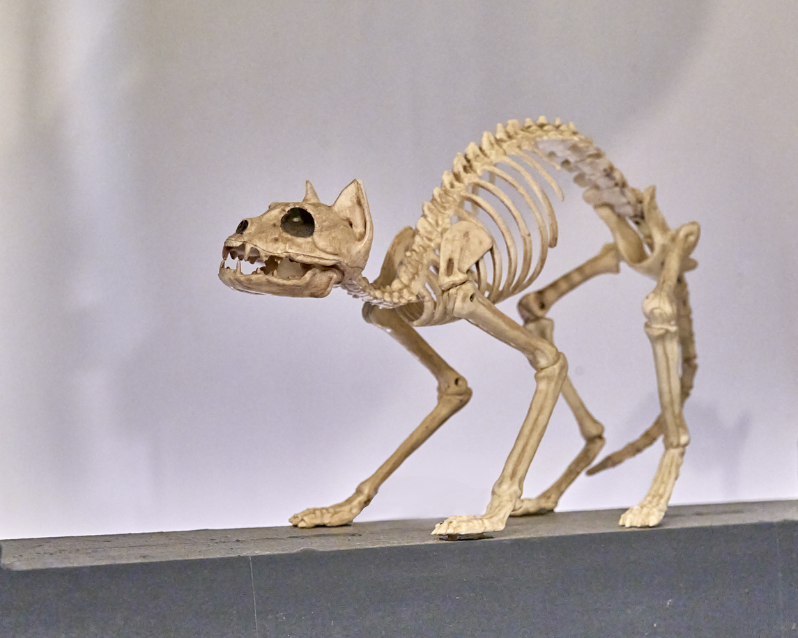 Cat Scoliosis