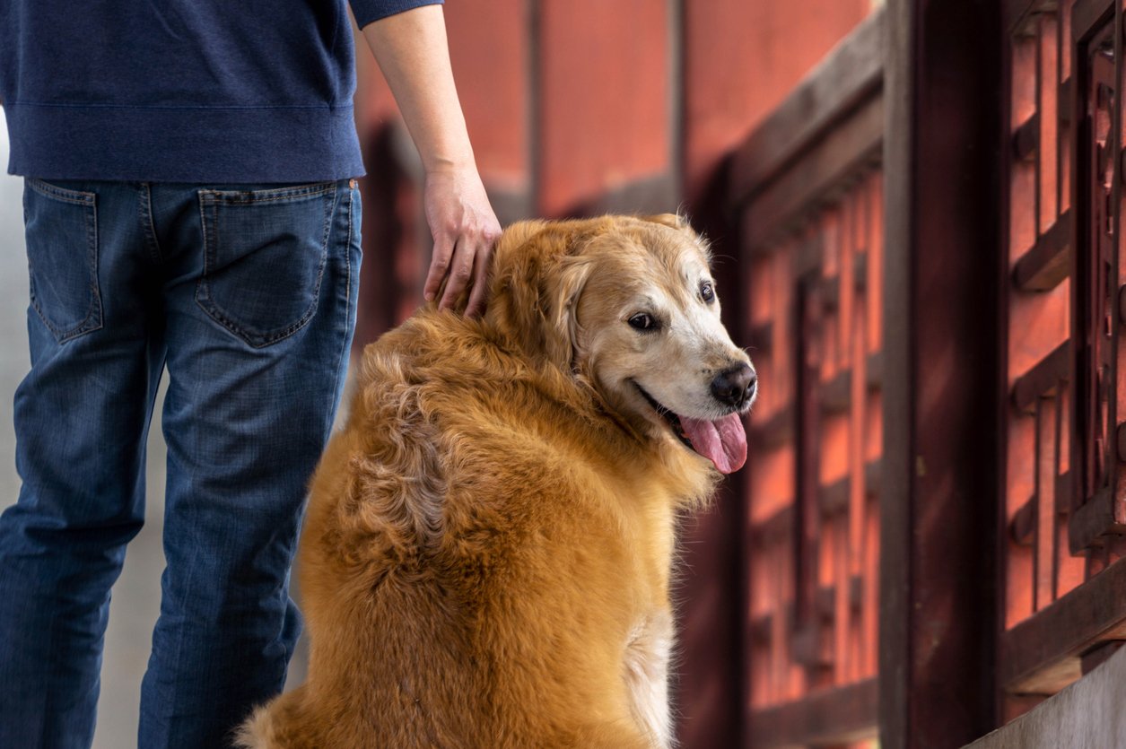best-dog-Joint-support-supplements