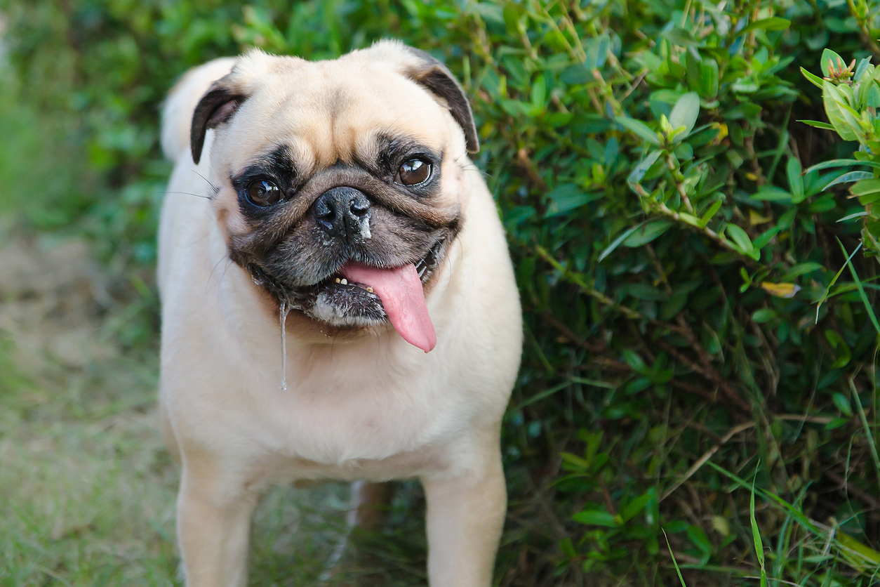 causes-of-reverse-sneeze-dogs