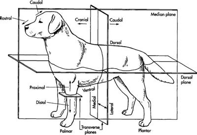 planes of movement dog anatomy