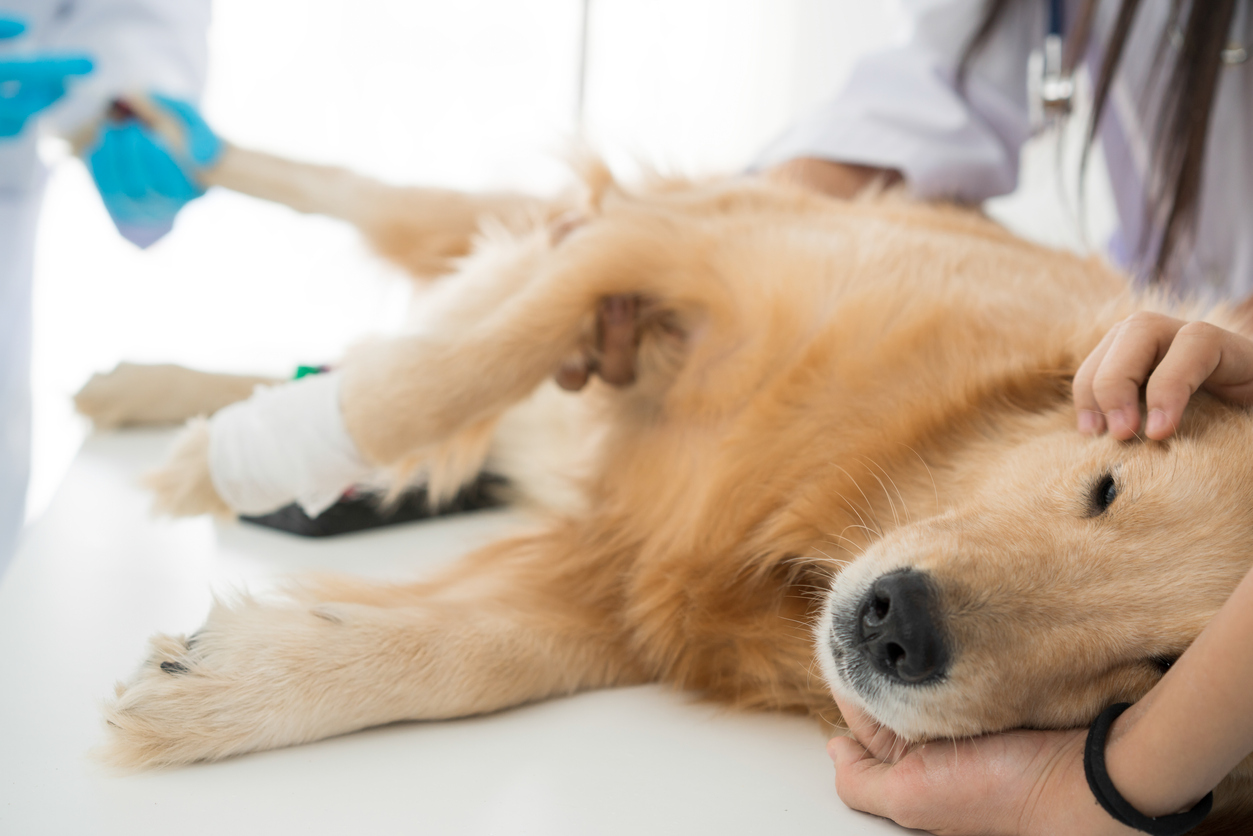 Dog Recovery from Neuter Complications