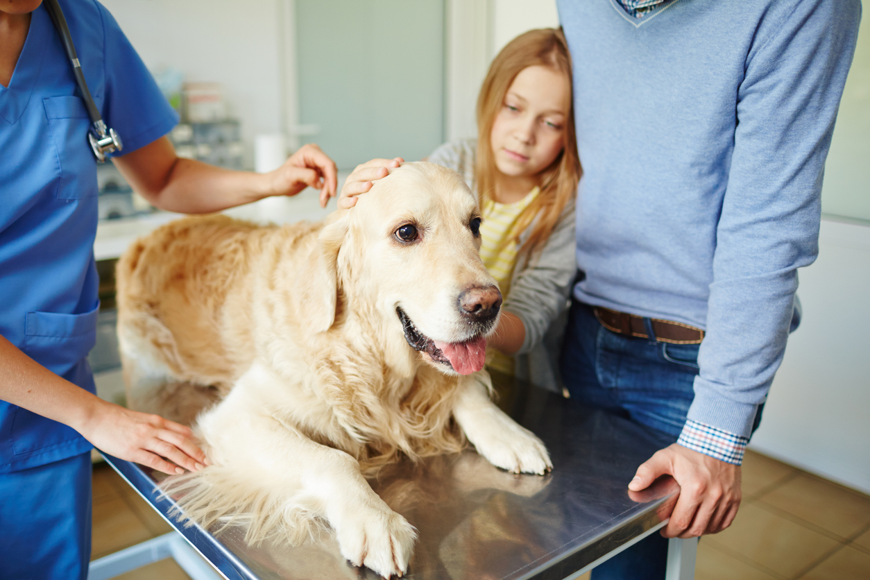 Dog Paralysis Back Legs Diagnosis