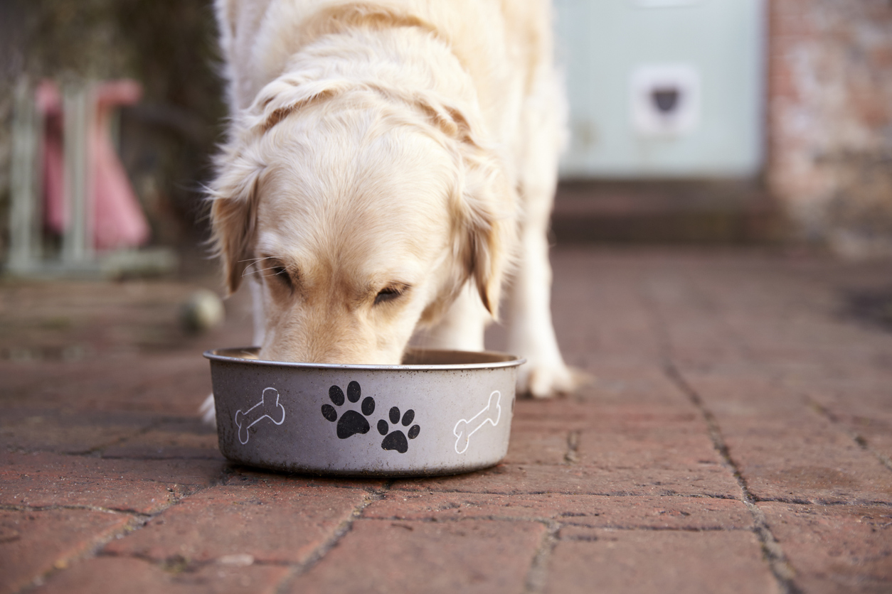 best-joint-support-for-dogs
