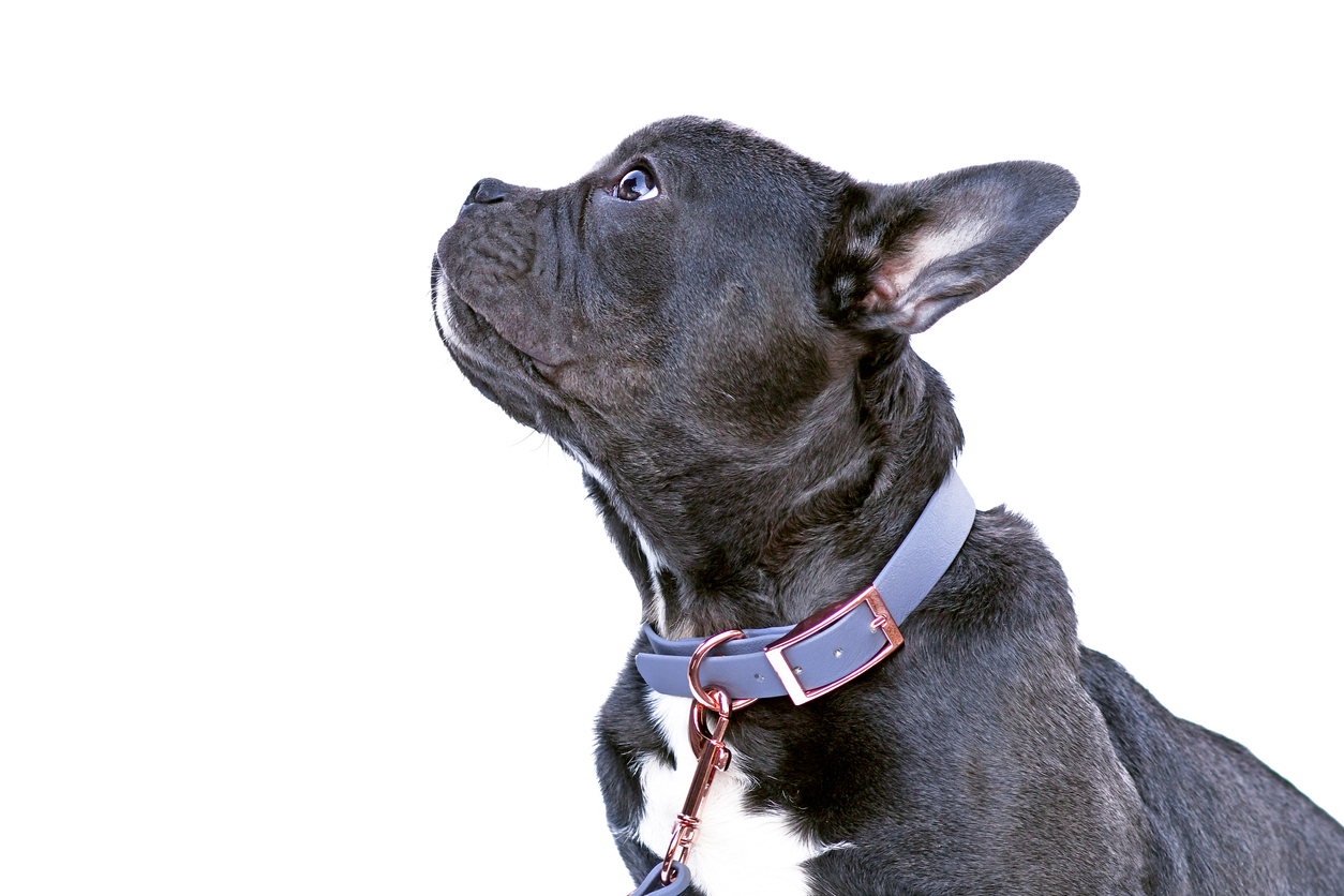 Biothane Dog Wear: Worth It