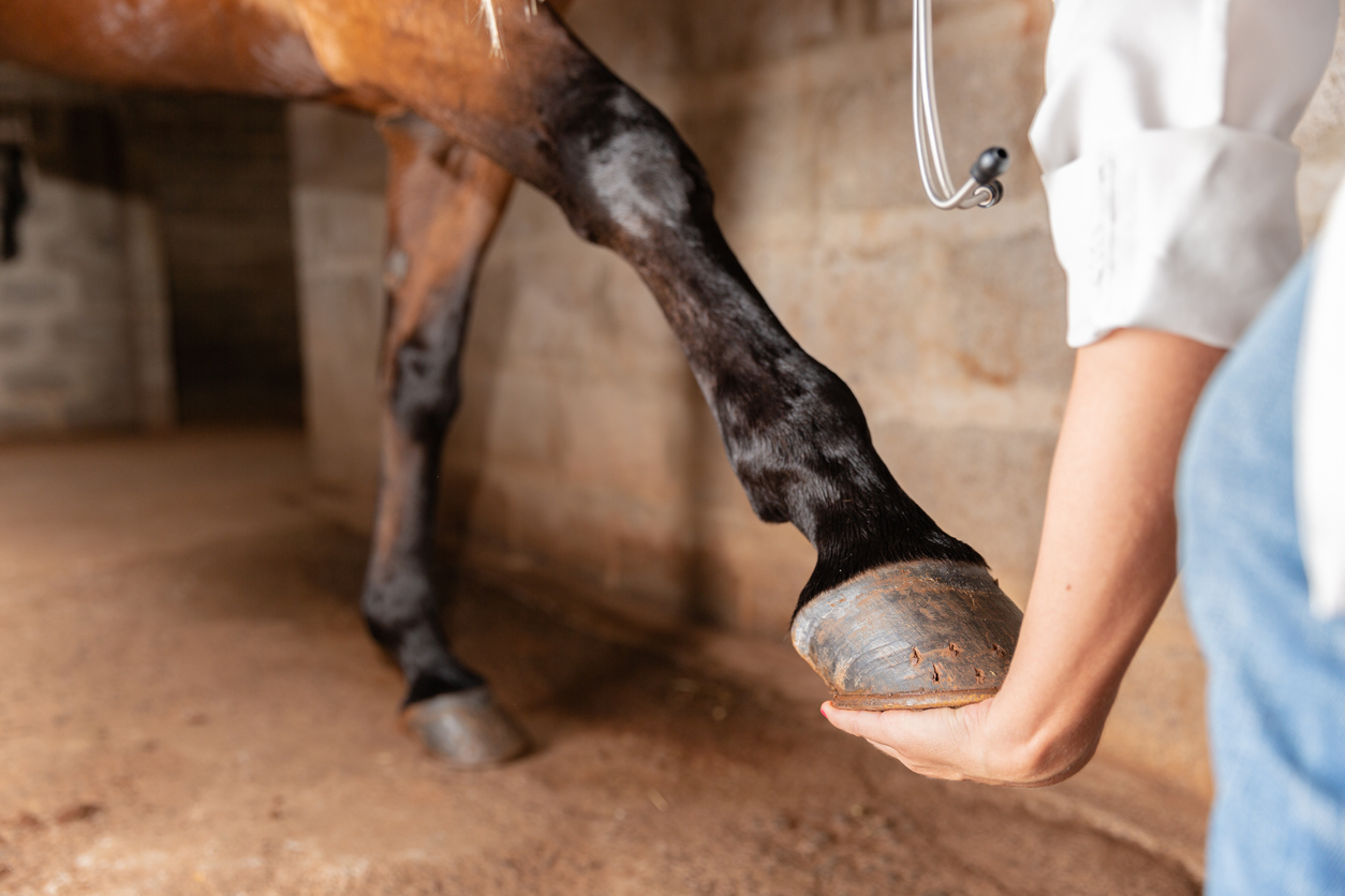 Horse Bowed Tendon Recovery