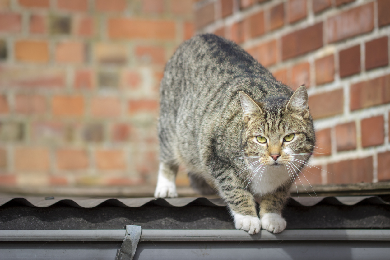 Cat Spine Q&A