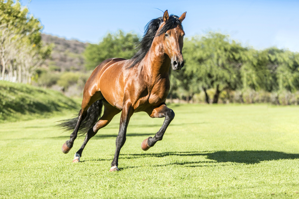 Benefits of MSM Supplement Horses