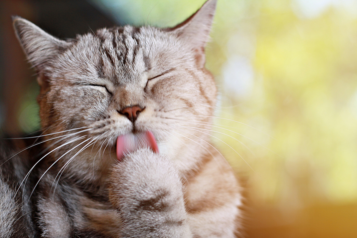 hairball supplements
