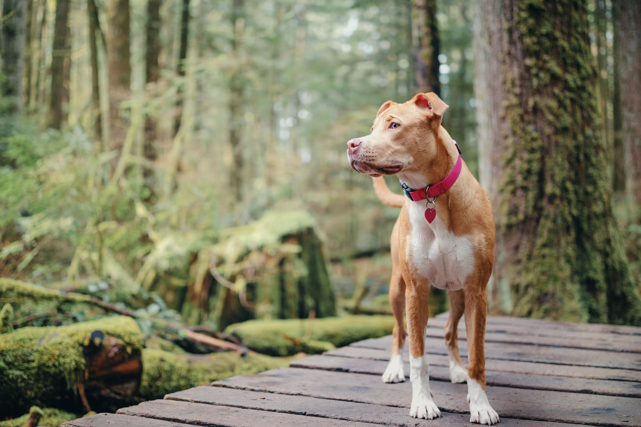 importance-of-flea-and-tick-prevention-for-dogs