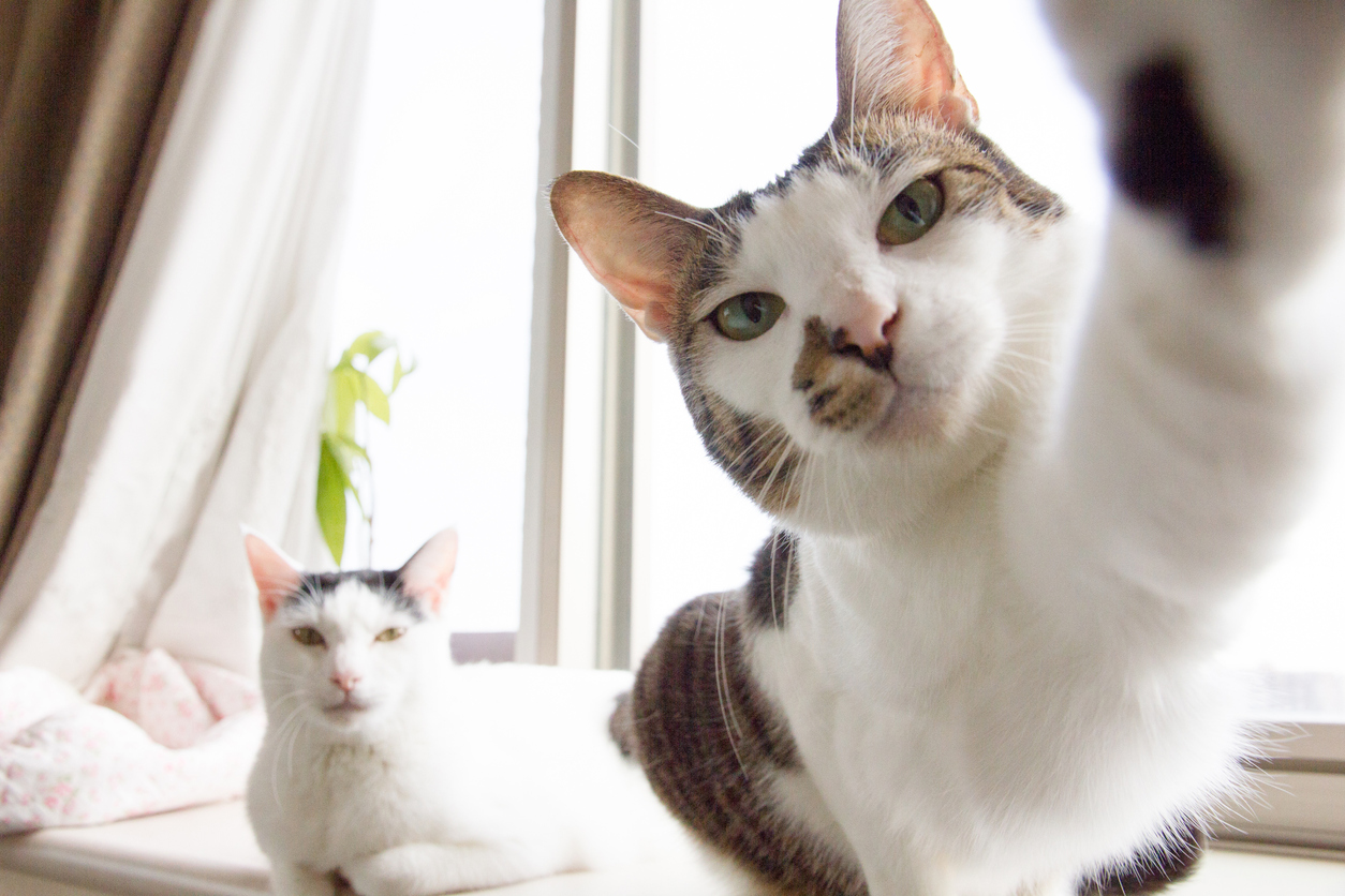 Cat Products to Consider