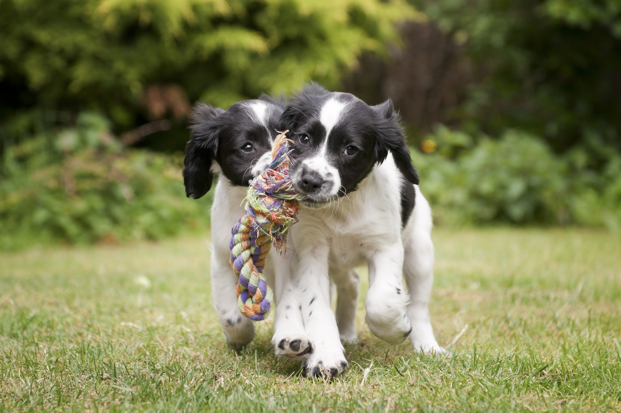 puppy tips for the first week
